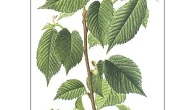 Brest Väzový (Cortex ulmi, Ulmus laevis)