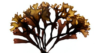 Írsky Mach - Karagenan (Chondrus)