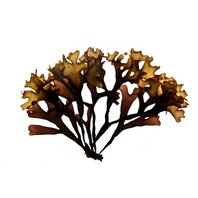 Írsky mach - Karagenan Stielka (Chondrus)