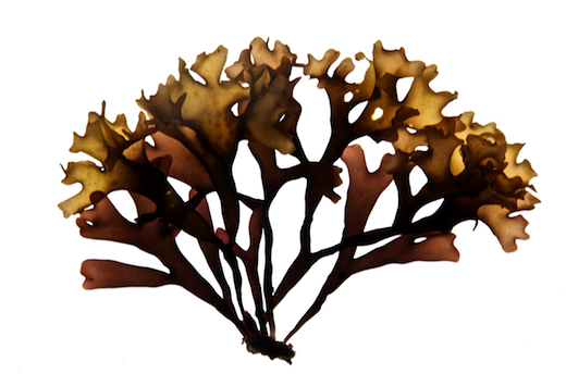 Írsky Mach - Karagenan (Chondrus)
