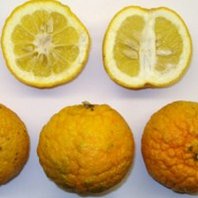 Curacao Oplodie 100g ( Citrus aurantium currassuviencis )