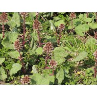 Deväťsil Lekársky List (Petasites hybridus officinalis)