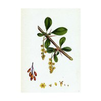 Dráč Obyčajný Kôra (Berberis vulgaris)