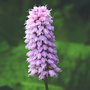 hadovnik vacsi herb.jpeg