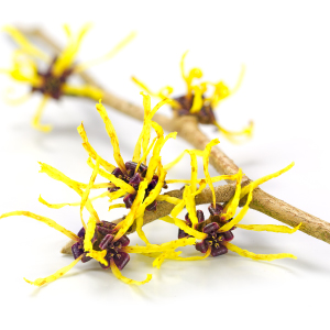 Hamamel Virgínsky (Hamamelis Virginiana)