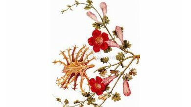 Harpagofyt Ležatý (Harpagophytum procumbens)