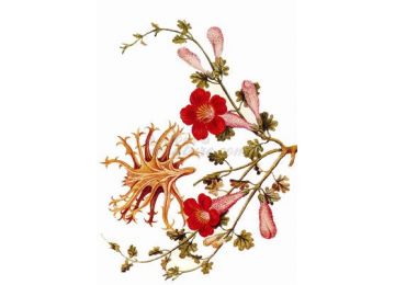 Harpagofyt Ležatý (Harpagophytum procumbens)