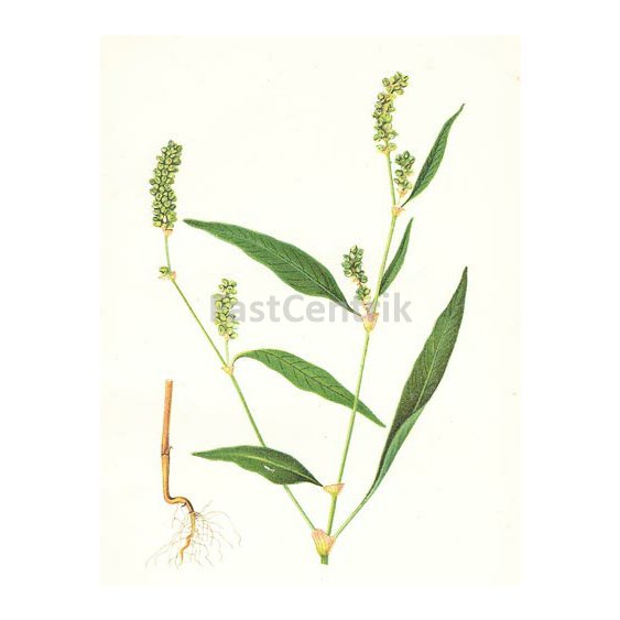 horciakherb.jpg