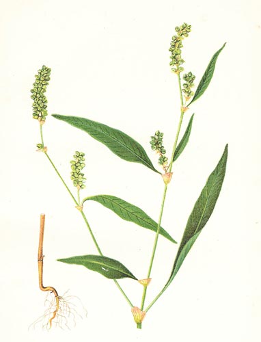Horčiak Štiavolistý (Persicaria lapathifolia)