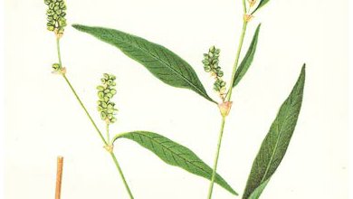 Horčiak Štiavolistý (Persicaria lapathifolia)