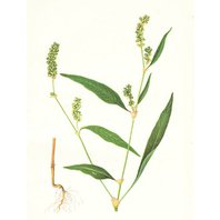 Horčiak Štiavolistý Vňať (Persicaria lapathifolia)