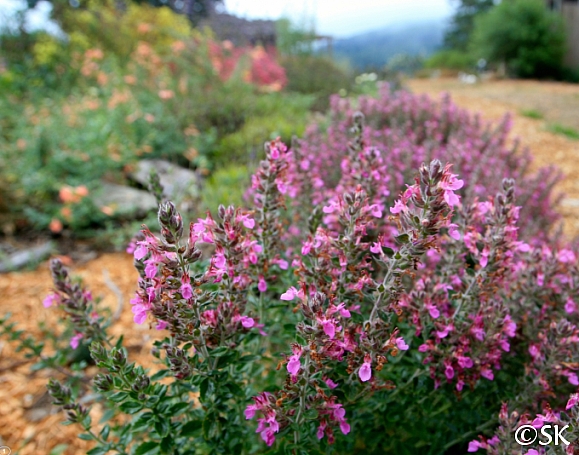 Hrdobarka Obyčajná Kalamandrová  (Teucrium chamaedrys)