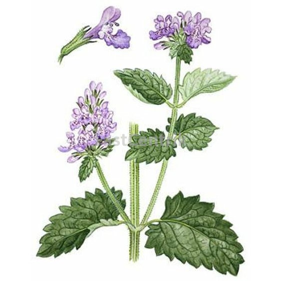 kocurnik herb.jpg