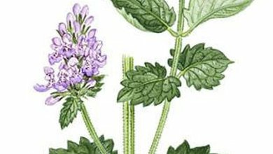Kocúrnik Obyčajný (Nepeta cataria)
