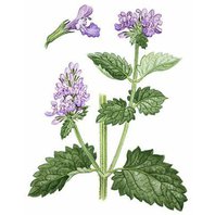 Kocúrnik Obyčajný Vňať (Nepeta cataria)
