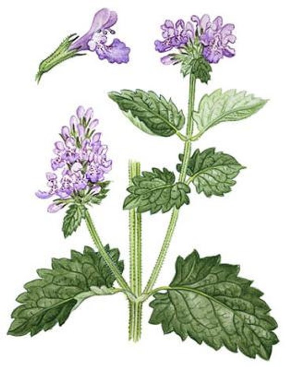 Kocúrnik Obyčajný (Nepeta cataria)