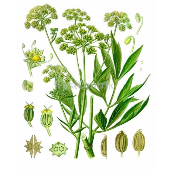 ligurceklekarskyherb.jpg