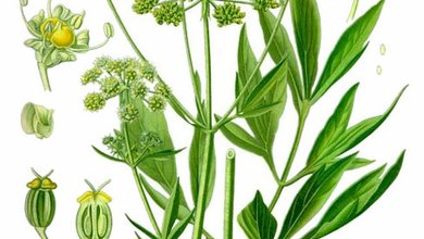 Ligurček lekársky (Levisticum officinale, Oleum levistici)