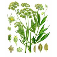 Ligurček lekársky Koreň (Levisticum officinale)