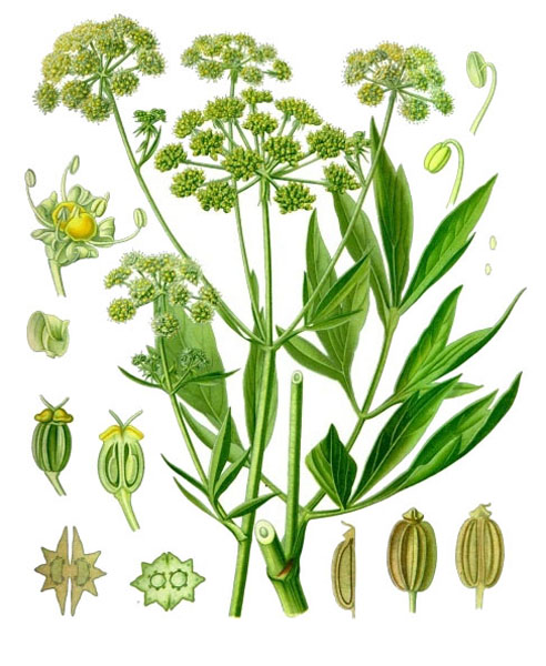 Ligurček lekársky (Levisticum officinale, Oleum levistici)