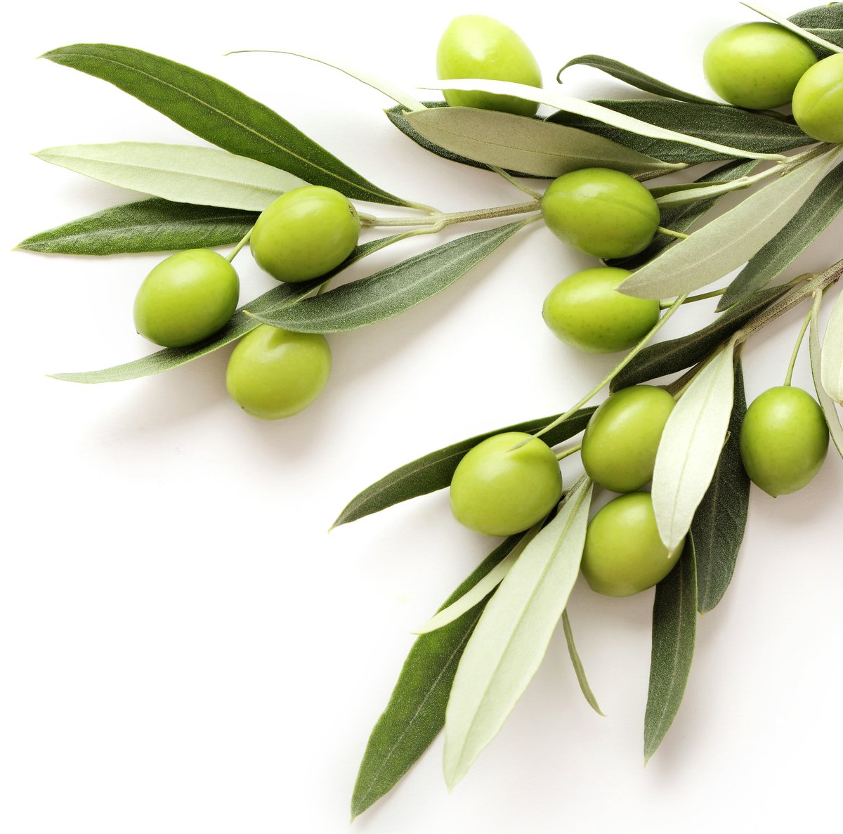 Oliva Európska (Olea Europea)