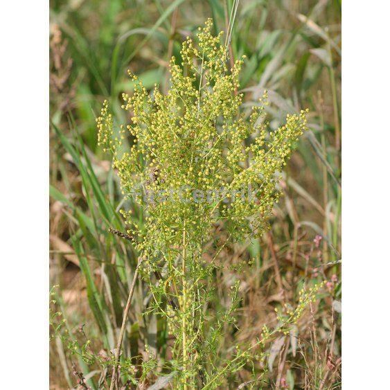 palina rocna Artemisia_annua.jpeg