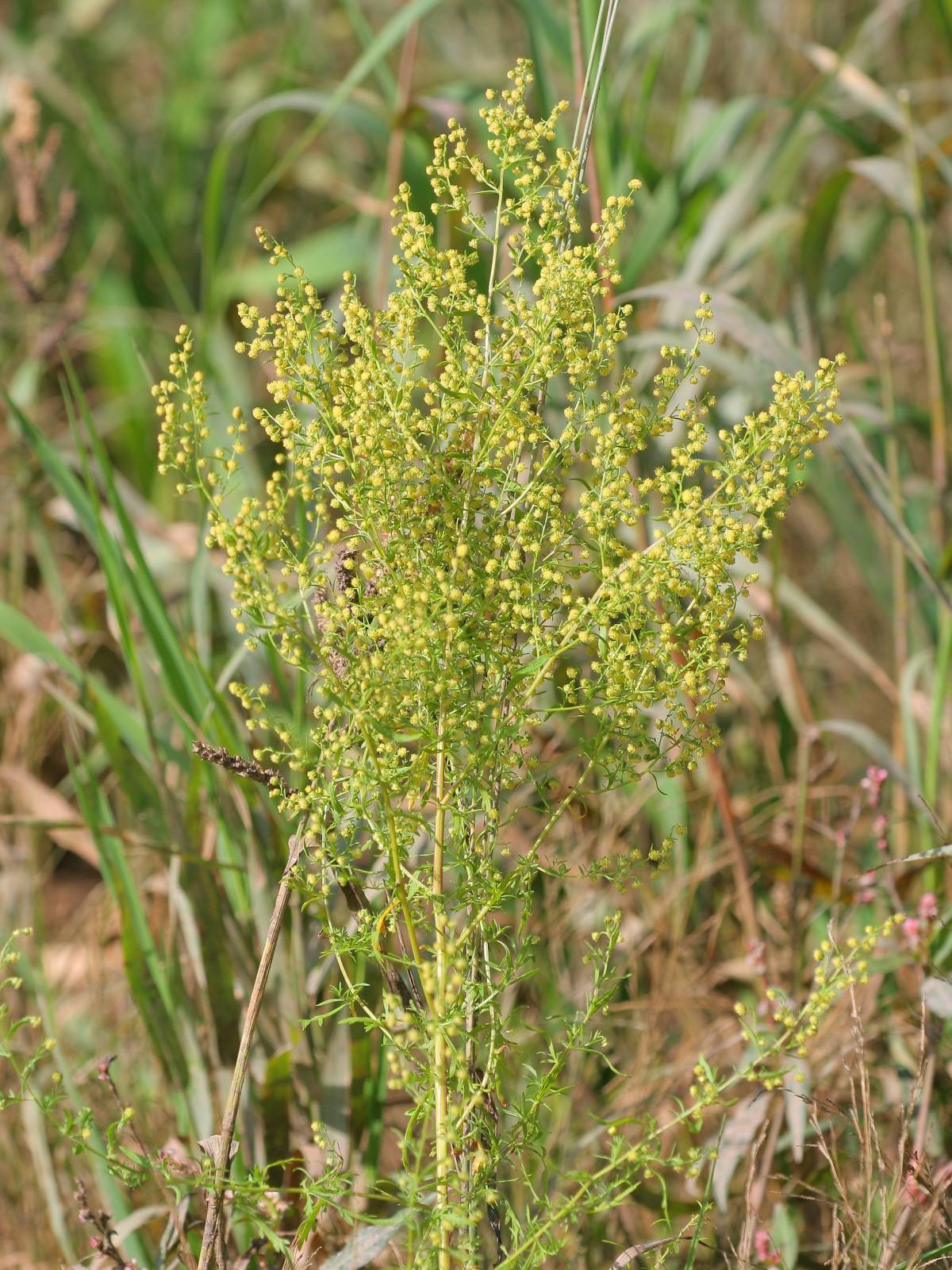 Palina Ročná (Artemisia Annua)