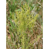 Palina Ročná Vňať (Artemisia annua)