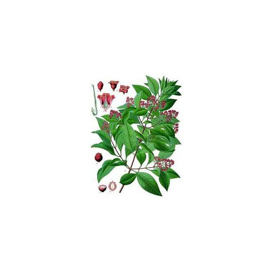 santalovnikbielyherb.jpg