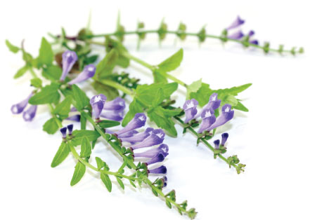 Šišák Bajkalský (Scutellaria baicalensis)