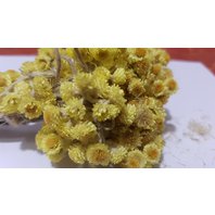 Slamiha Piesočná Kvet 1 kg (Helichrysium arenarium)