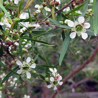 Čajovník Austrálsky Citrónový 10ml  (Leptospermum Petersonii)