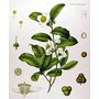 camelliasienherb2.jpg