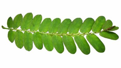 Chanca Piedra (Phyllanthus niruri)