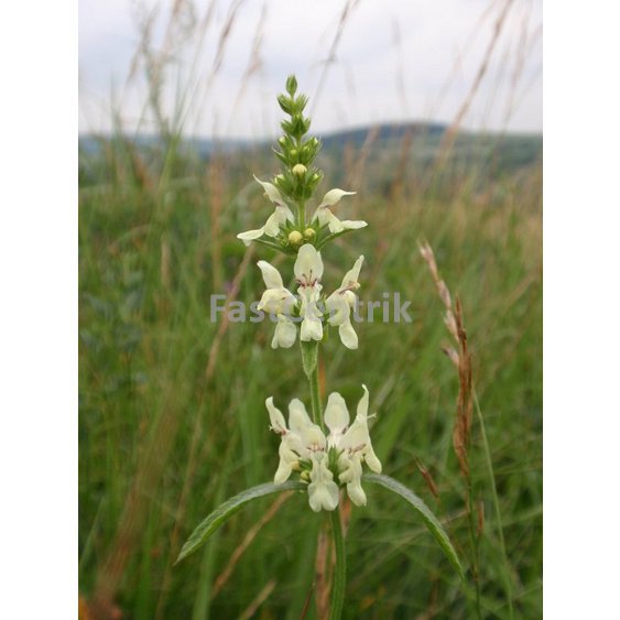 cistecrovnyherb.jpg