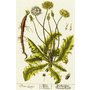 codonopsispilosulaherb.jpg