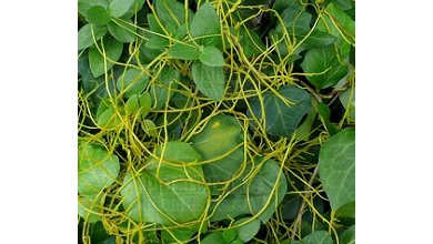 Cuscuta chinensis - Tu Si Zi Cuscuta chinensis - Tu Si Zi