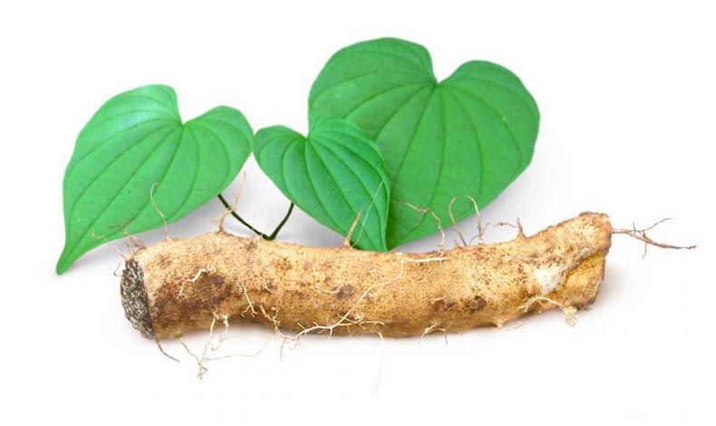 Dioskórea huňatá  (Dioscorea villosa)