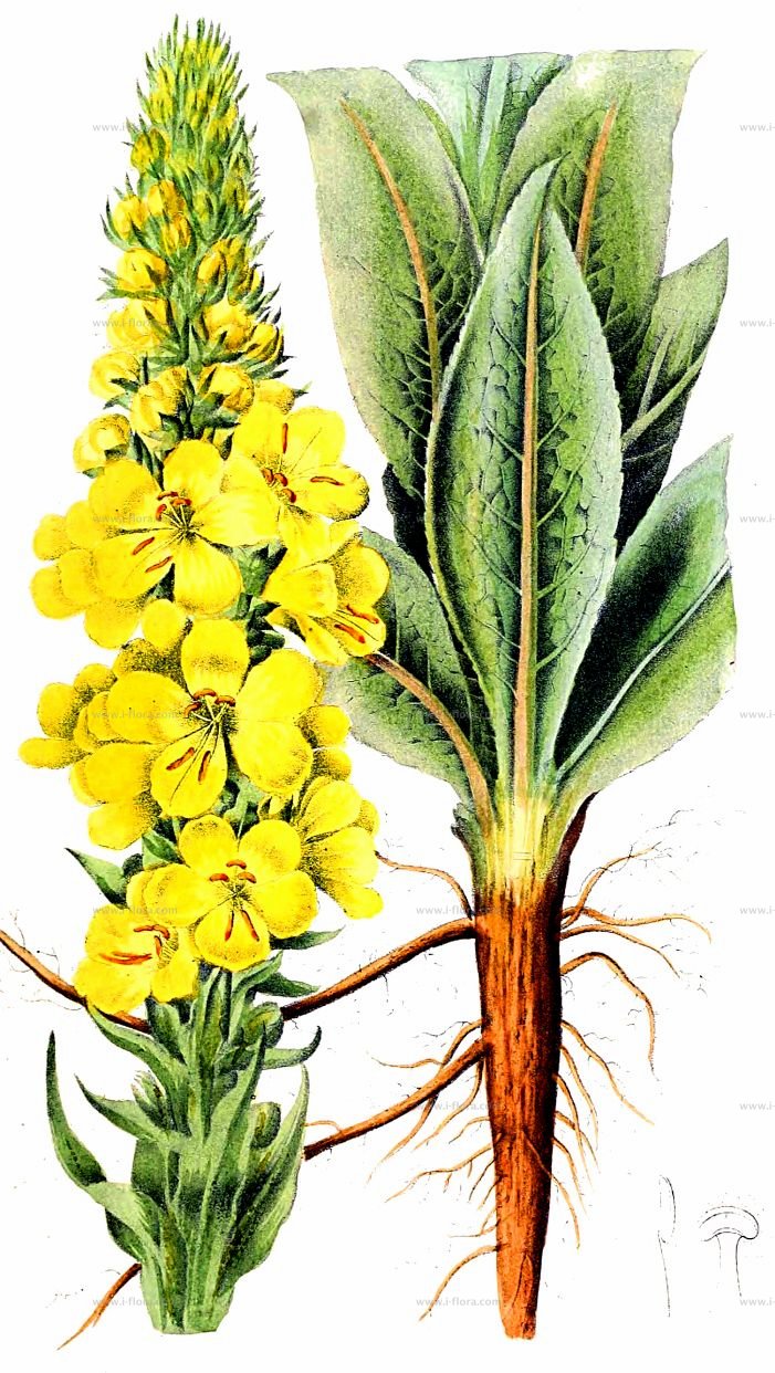 Divozel Veľkokvetý (Verbascum densiflorum)