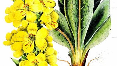 Divozel Veľkokvetý (Verbascum densiflorum)