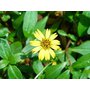 eclipta-prostrata-dried-leaves-500x500 herb.jpg