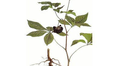 Sibírsky Ženšeň (Eleuterococcus senticosus)
