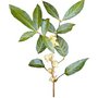 Ptychotepalumoladoides herb.jpg
