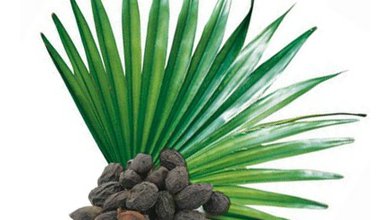 Saw Palmetto - Serenoa Plazivá (Serenoa repens)