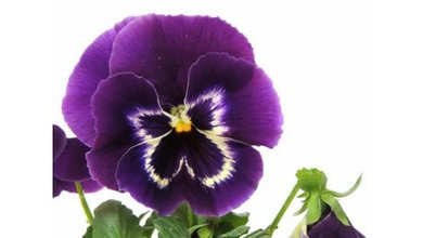 Fialka Trojfarebná (Viola Tricolor)