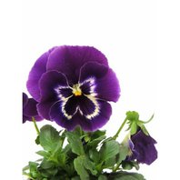 Fialka Trojfarebná Vňať 1kg (Viola Tricolor)
