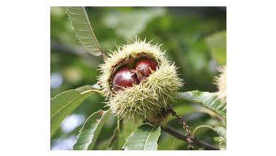 Gaštan Jedlý (Castanea sativa)