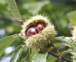 Gaštan Jedlý (Castanea sativa)