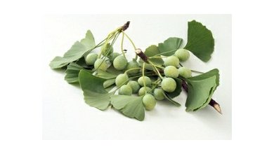 Ginkgo dvojlaločné (Ginkgo biloba)