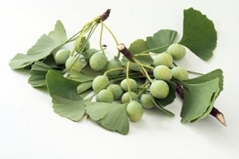 Ginkgo dvojlaločné (Ginkgo biloba)